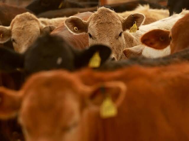Estados Unidos reanudará la importación de ganado mexicano tras más de un año de restricciones por el gusano barrenador. Conoce cuándo iniciará la reapertura.