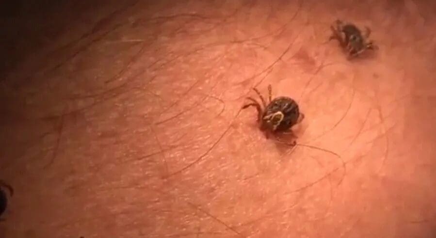 Chihuahua registra 86 casos y 38 muertes por rickettsiosis; la Secretaría de Salud llamó a reforzar las medidas de prevención contra las garrapatas.