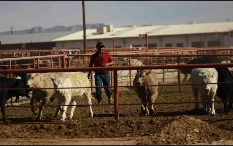 mosca estéril gusano barrenador Chihuahua ganado Senasica