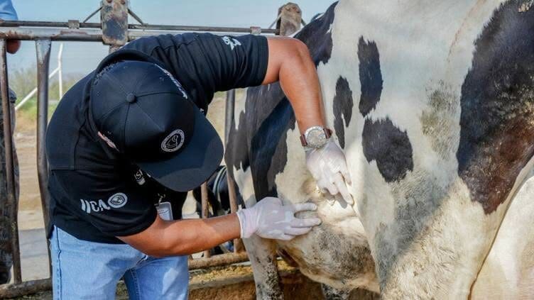 Senasica confirmó que Chihuahua acumula 30 casos activos de gusano barrenador distribuidos en 15 municipios; la mayoría corresponde a ganado bovino.