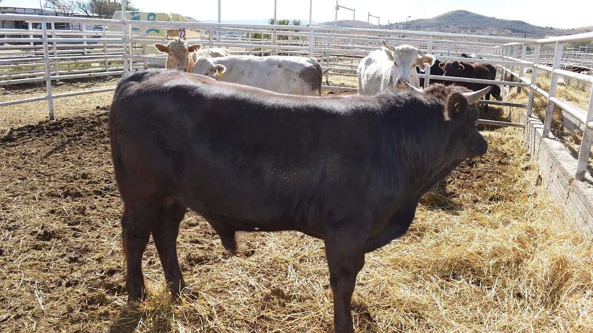 Chihuahua registró un aumento del 67% en los casos de gusano barrenador, al pasar de 18 a 30 infestaciones activas en solo 24 horas.