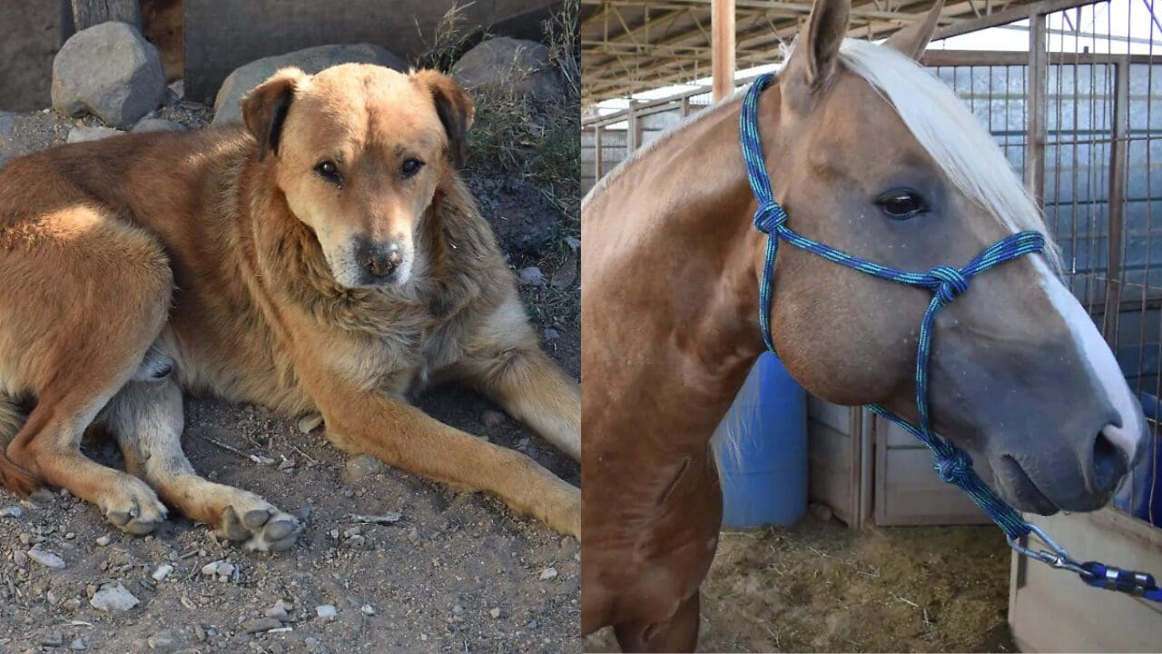 Chihuahua registra nuevos casos de gusano barrenador en dos perros y un caballo; autoridades reportan 90 casos activos y llaman a prevenir contagios.