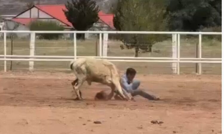 Evento ecuestre en Arena Tierra Vieja se realizó sin permisos ni ambulancia; Gobernación revisa sanciones tras accidente de un jinete.