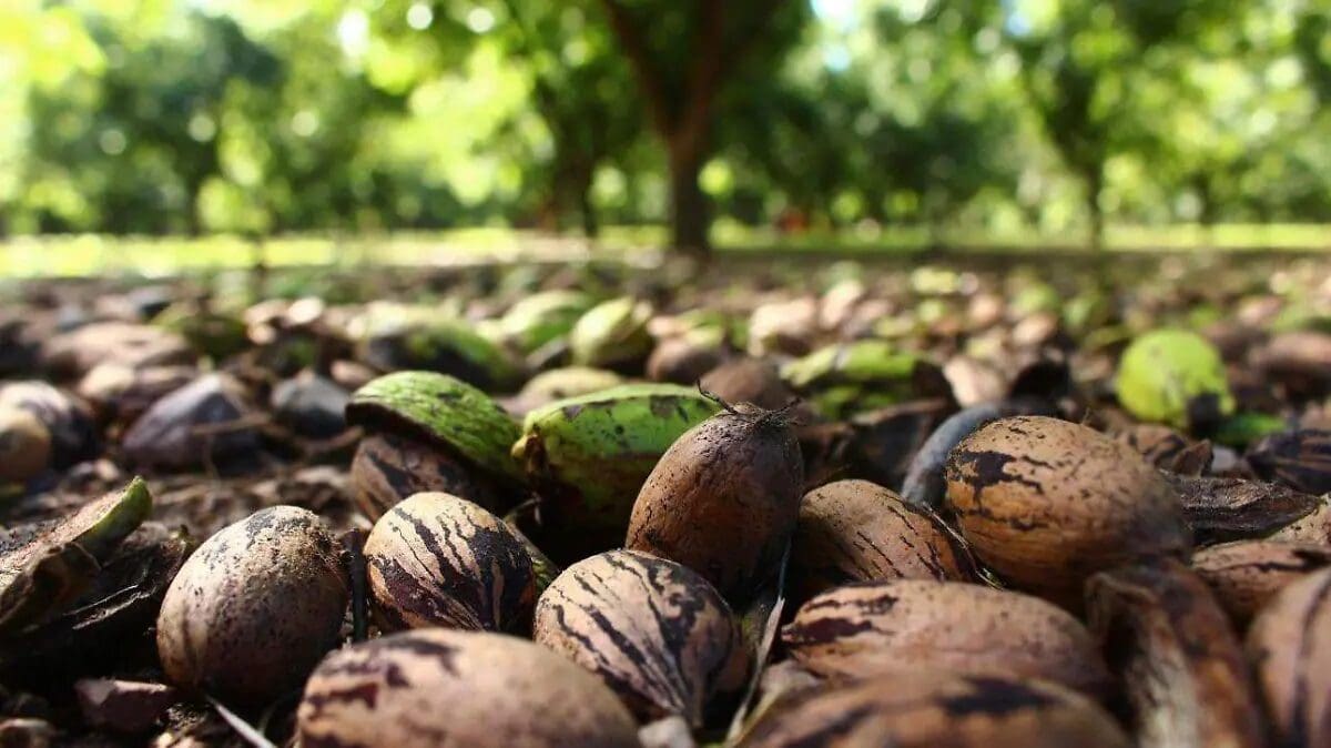 China impuso aranceles de hasta 51.6% a la nuez pecana mexicana, una medida que afecta especialmente a Chihuahua, principal productor nacional.