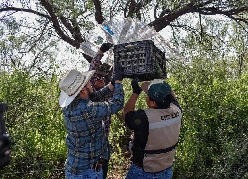 Senasica liberó 14 millones 970 mil moscas estériles en siete municipios de Chihuahua para combatir y contener el gusano barrenador del ganado.