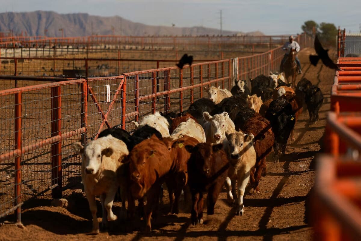 Chihuahua registra 90 casos activos de gusano barrenador en 25 municipios y productores advierten que su contención podría tardar más de un año.
