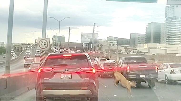 Un perro saltó de una camioneta en movimiento sobre el Periférico de la Juventud y estuvo a punto de ser atropellado; automovilistas lograron evitarlo.