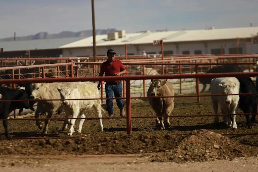 Autoridades confirmaron un caso de gusano barrenador en el municipio de Chihuahua y mantienen más de 80 casos activos en el estado.