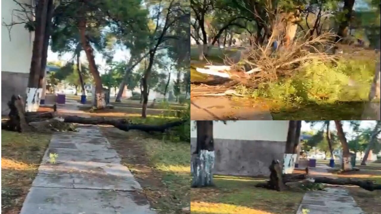 Fuertes lluvias y rachas de viento arrancaron un árbol de raíz en Filosofía y Letras de la UACH. También hubo daños en otros sectores de Chihuahua.