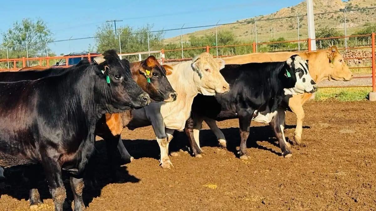 52-casos-activos-gusano-barrenador-chihuahua