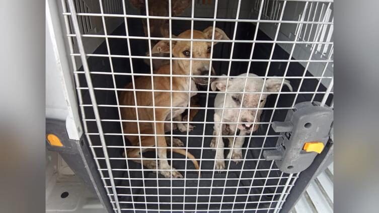 Tres cachorros con signos de desnutrición fueron resguardados tras una denuncia por presunto maltrato animal en la colonia Alianza Popular de Chihuahua.