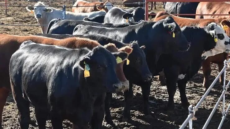 Chihuahua reactivó la exportación de ganado a Estados Unidos por San Jerónimo-Santa Teresa con 750 cabezas en la primera jornada.