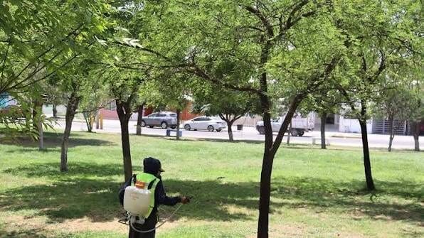 El Gobierno Municipal realiza fumigaciones diarias en parques de Chihuahua Capital para controlar insectos, garrapatas, plagas y animales ponzoñosos.