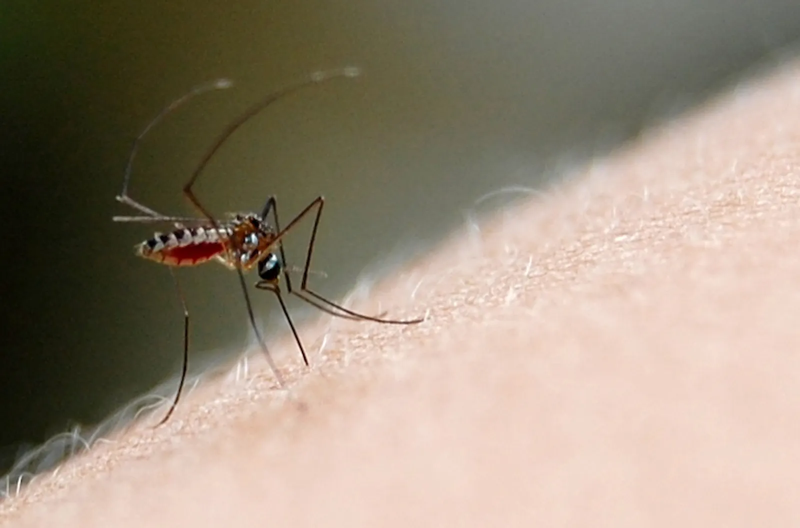 Suman 15 casos de dengue en el estado