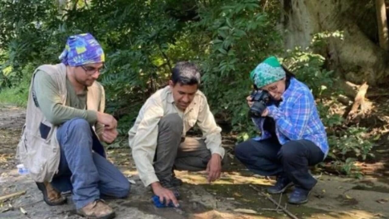 Descubren al menos 50 huellas de dinosaurios en Michoacán