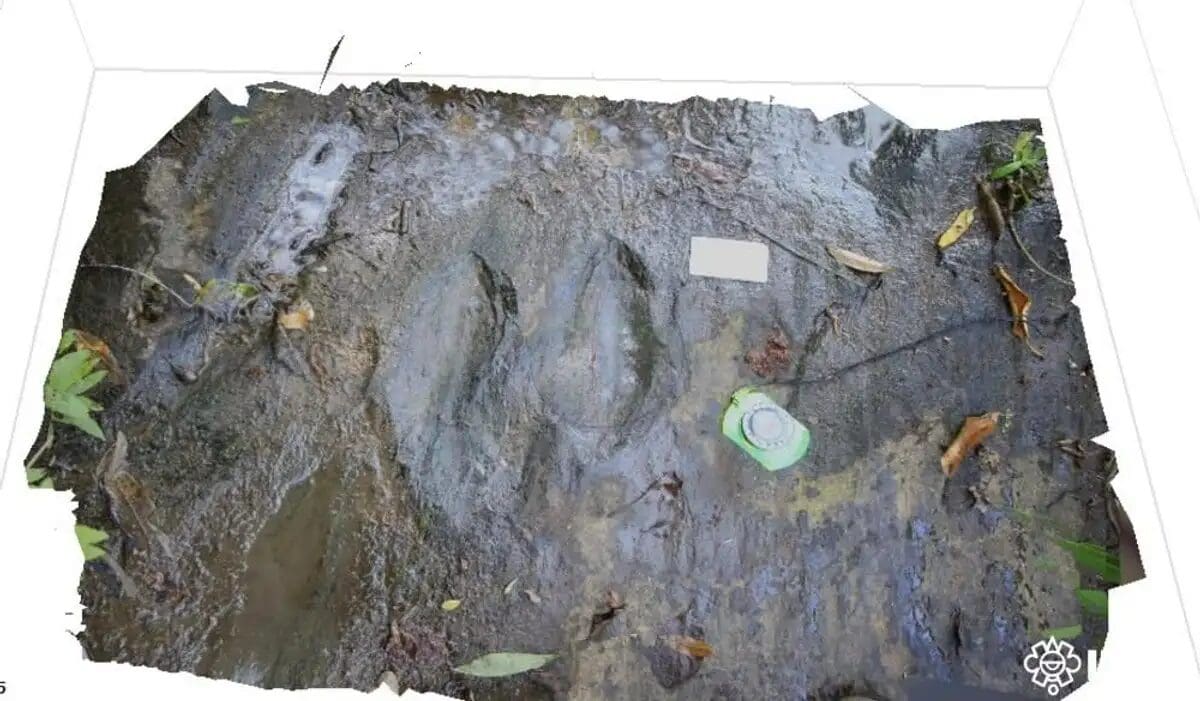 Descubren al menos 50 huellas de dinosaurios en Michoacán