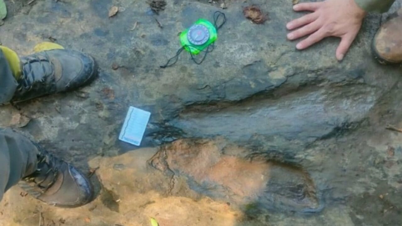 Descubren al menos 50 huellas de dinosaurios en Michoacán