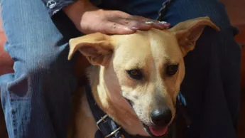 Detectan nuevos casos de gusano barrenador en perros en la región fronteriza