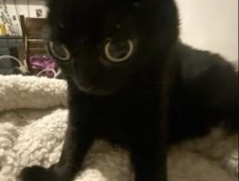 Día Mundial del Gato Negro: Una fecha para erradicar mitos y fomentar su adopción
