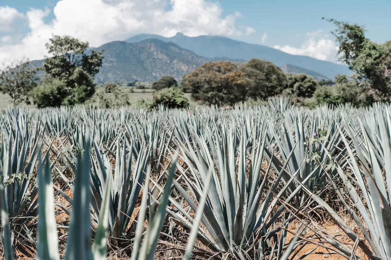 Gobierno prepara apoyo a productores de agave por baja en precios