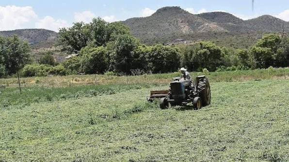 Lluvias recientes dan respiro para el sector ganadero en Parral
