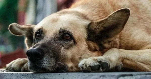 Preparan jornada especial de adopción donde los perros elegirán a su nueva familia