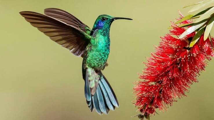 Por qué asociamos al colibrí con las almas de nuestros seres queridos