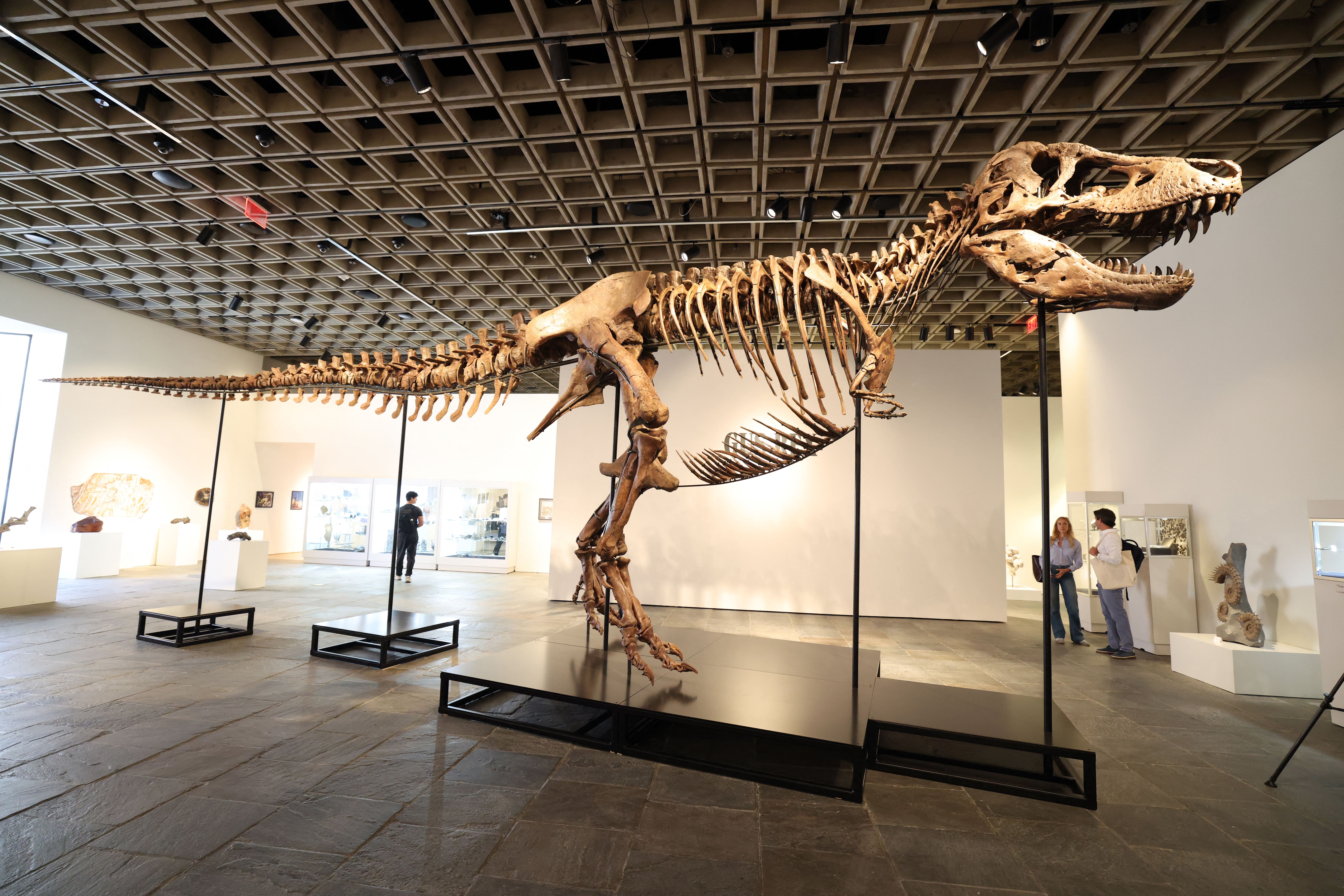 Subastan fósil de Nanotyrannus por 42 millones de euros en Nueva York